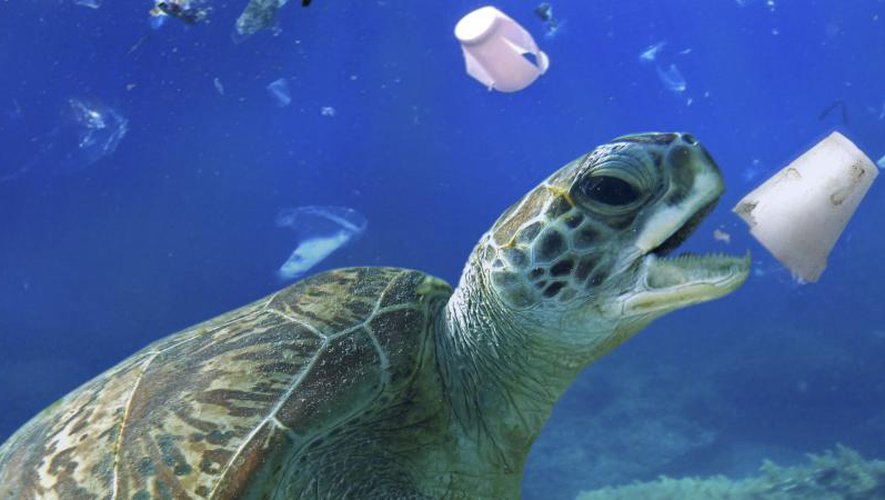 Tortue qui mange du plastique